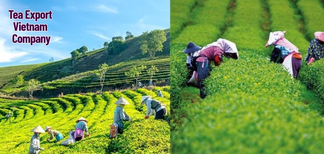 Tea Export Vietnam Company 1