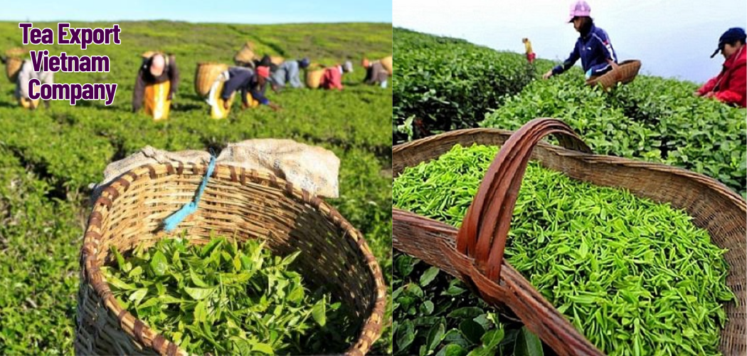 Tea Export Vietnam Company 1