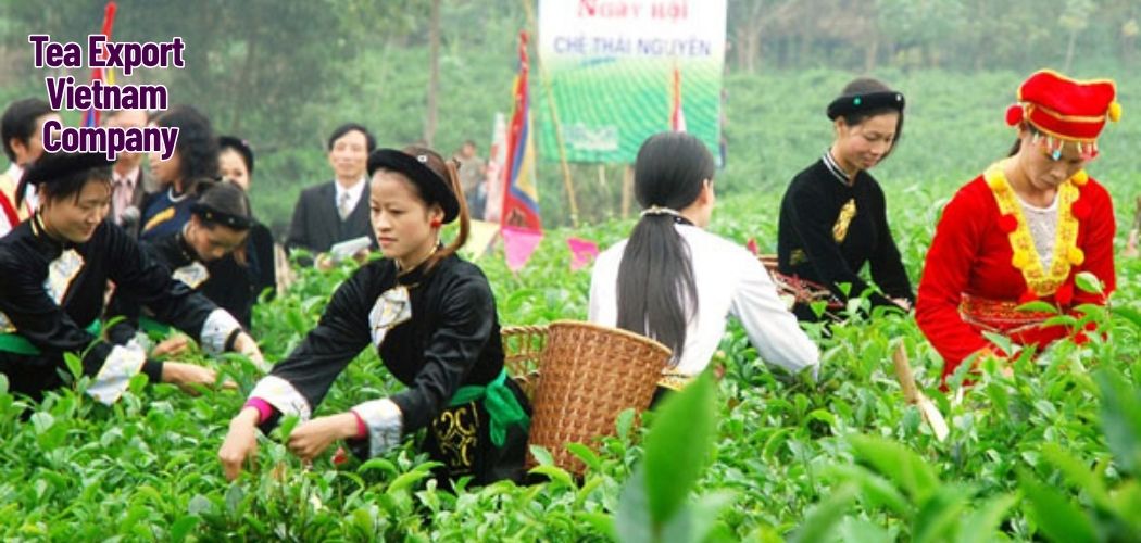 Tea Export Vietnam Company 10