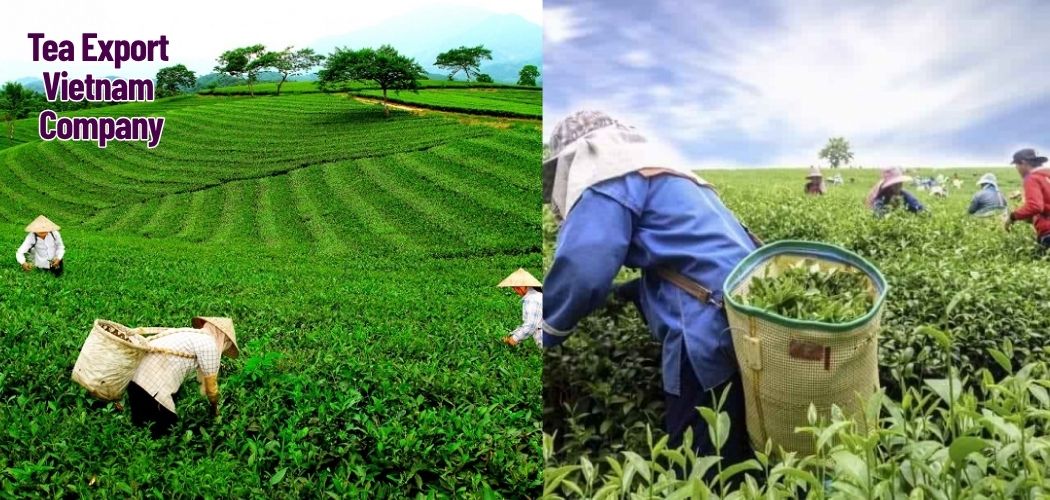 Tea Export Vietnam Company 2