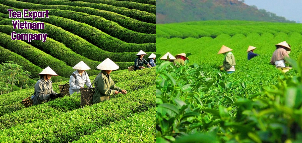 Tea Export Vietnam Company 2