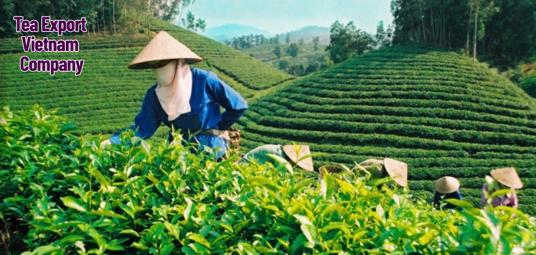 Tea Export Vietnam Company 3