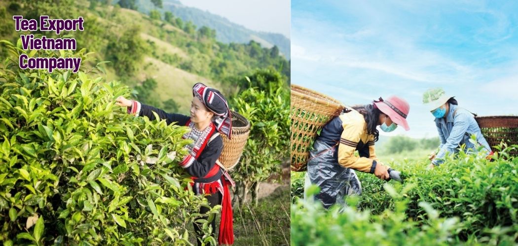 Tea Export Vietnam Company 4
