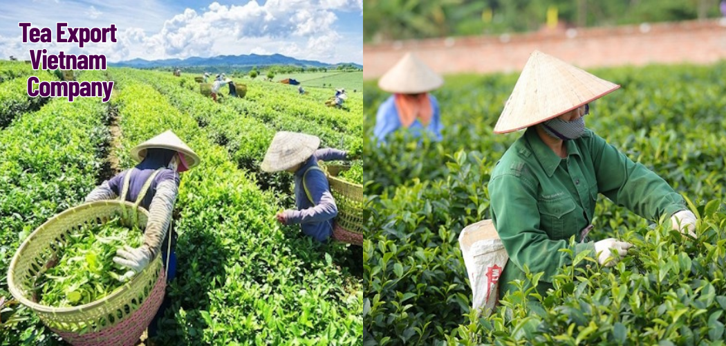 Tea Export Vietnam Company 4