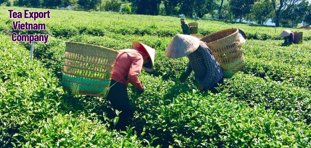 Tea Export Vietnam Company 5