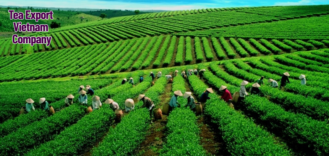 Tea Export Vietnam Company 5