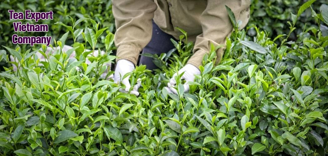 Tea Export Vietnam Company 6
