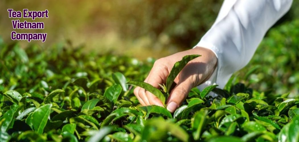 Tea Export Vietnam Company 7
