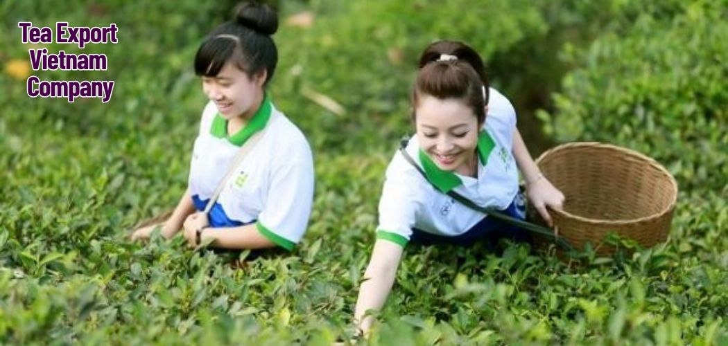 Tea Export Vietnam Company 8