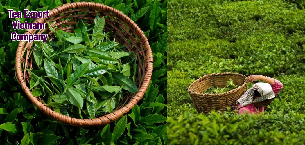 Tea Export Vietnam Company 8