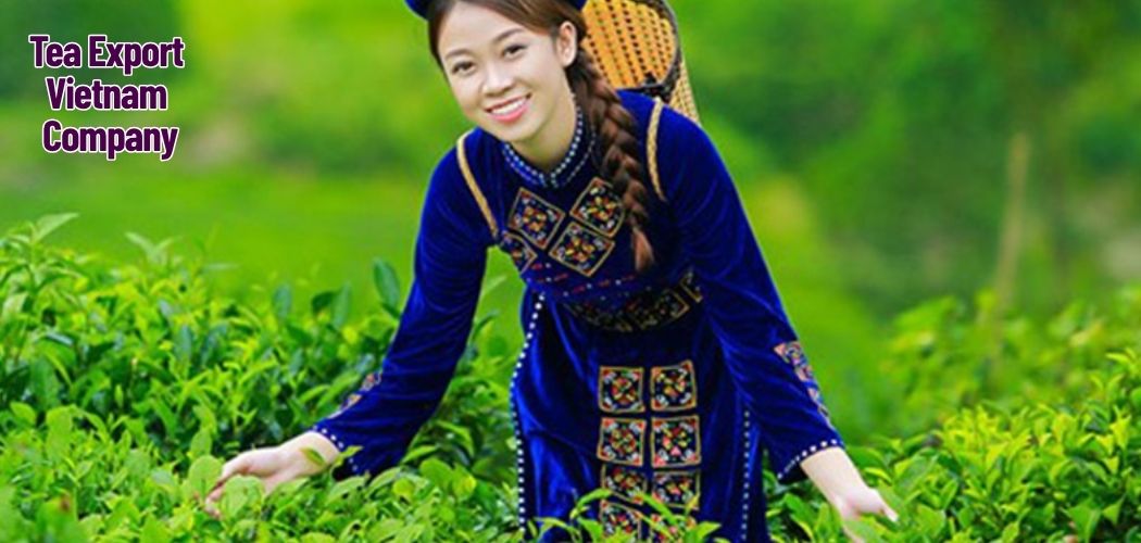 Tea Export Vietnam Company 9