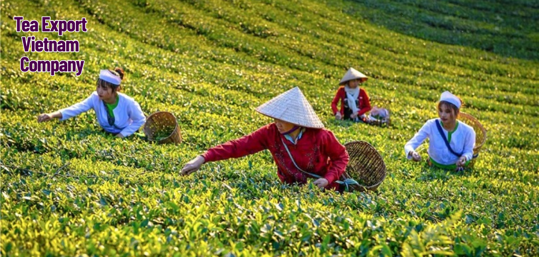 Tea Export Vietnam Company